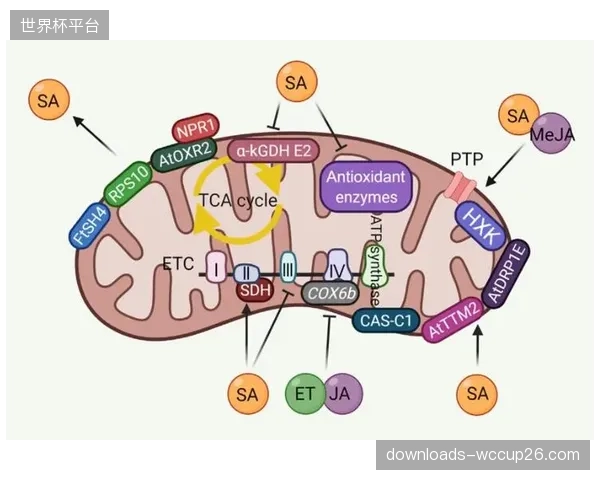 研究证实：超过70%的顶尖耐力运动员，其线粒体效率与特定脂肪酸摄入直接相关